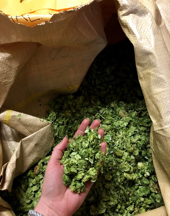 Fresh hops at De Ranke