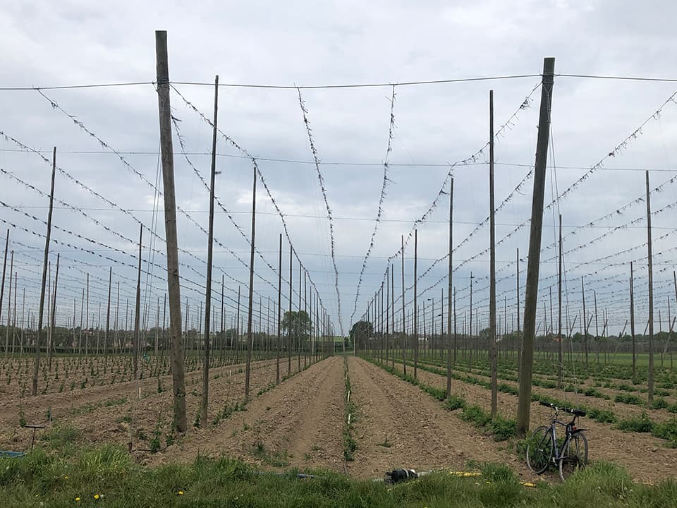 Soon the hops will begin sprouting in Poperinge.