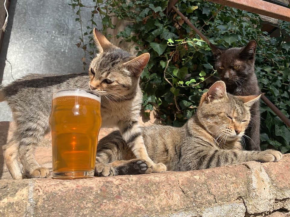 Even the cats are fans of Agullons' beer.